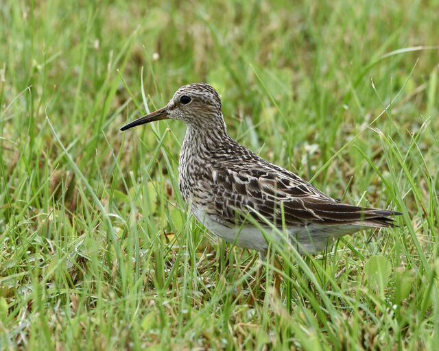 Pectoral Sandpiper