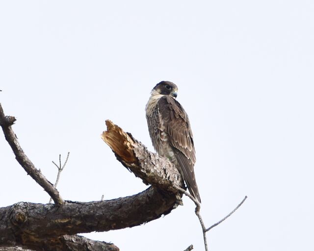 Peregrine Falcon