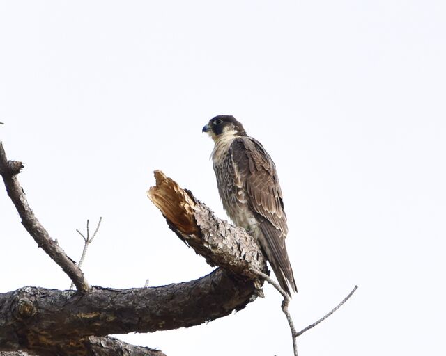 Peregrine Falcon