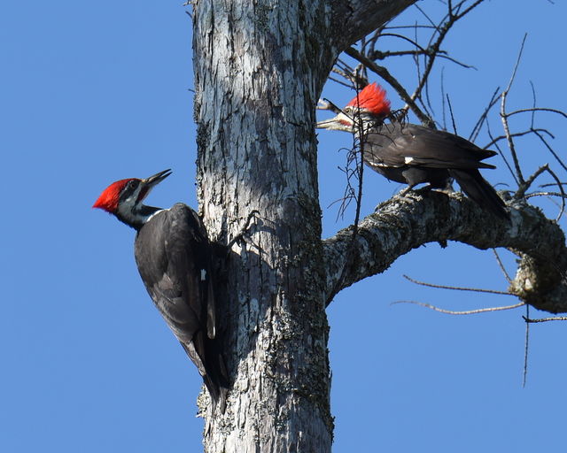 Pileated Woodpecker