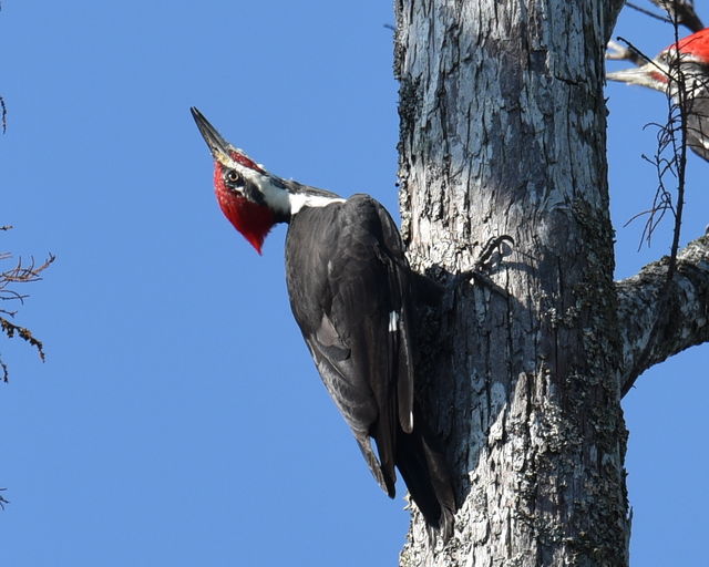 Pileated Woodpecker