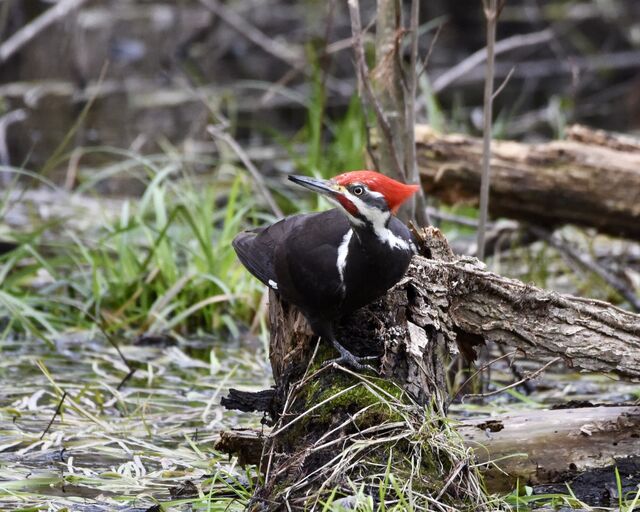 Pileated Woodpecker