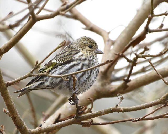 Pine Siskin