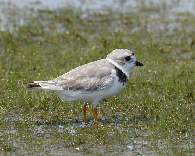 Piping Plover
