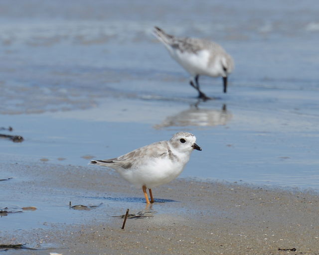 Piping Plover