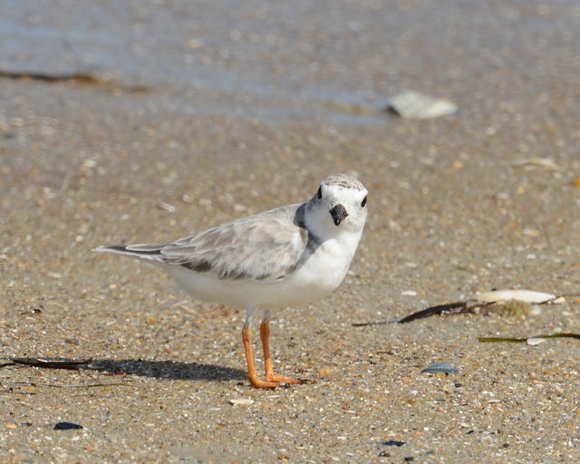 Piping Plover