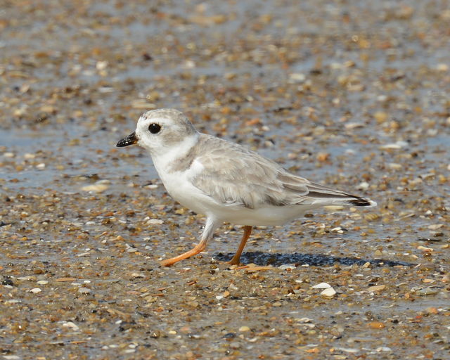 Piping Plover