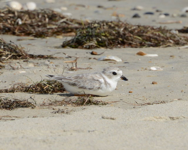 Piping Plover