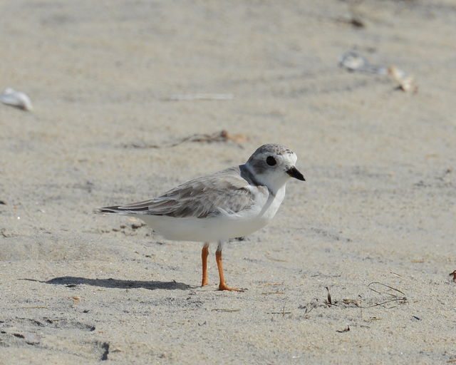 Piping Plover