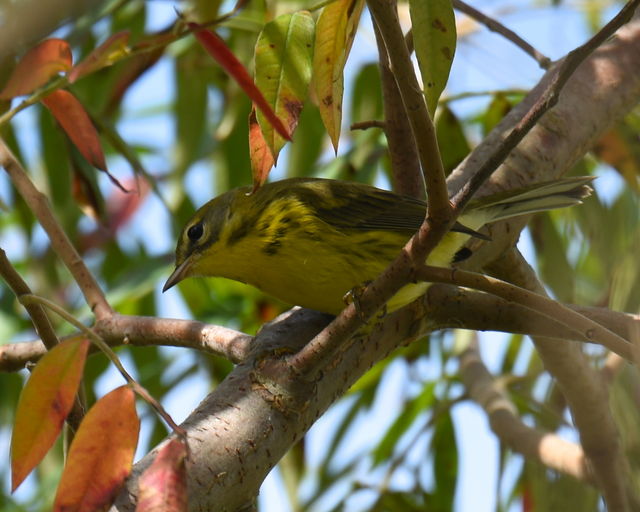 Prairie Warbler