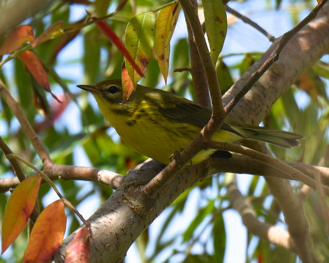 Prairie Warbler