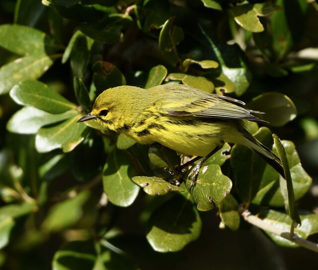 Prairie Warbler