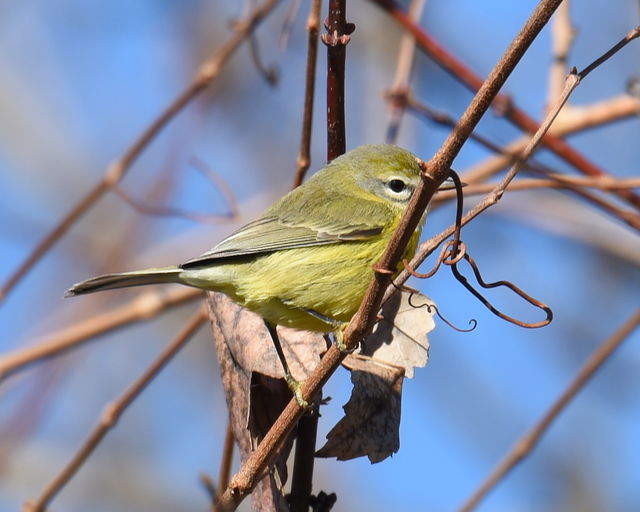 Prairie Warbler