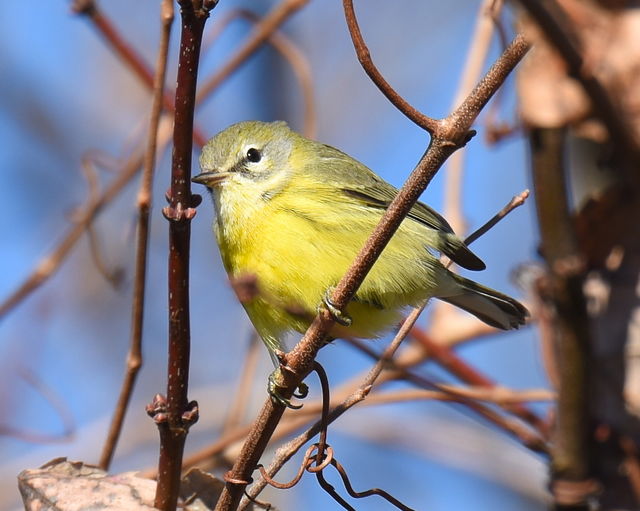 Prairie Warbler