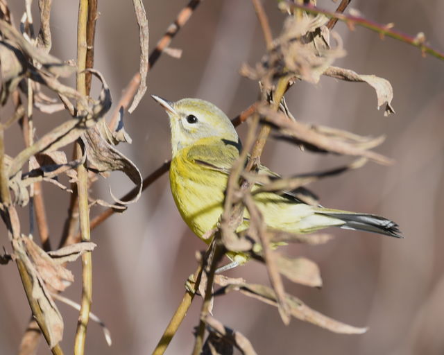 Prairie Warbler