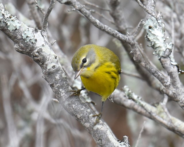 Prairie Warbler