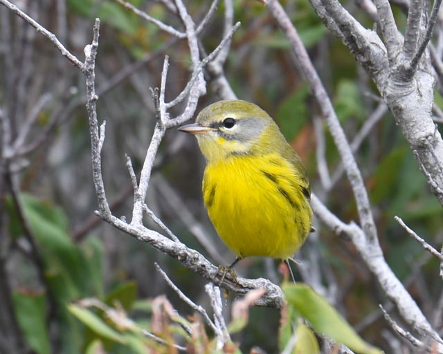 Prairie Warbler