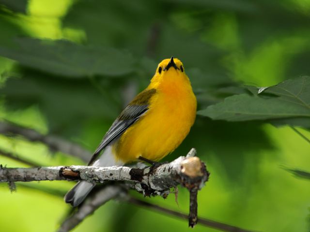 Prothonotary Warbler