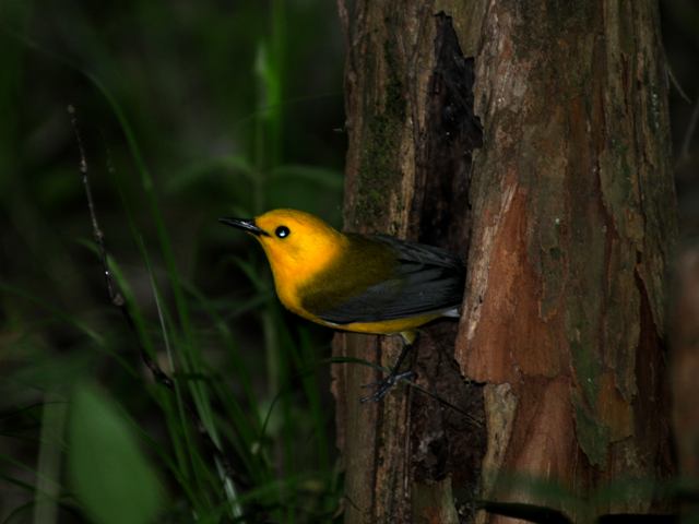 Prothonotary Warbler