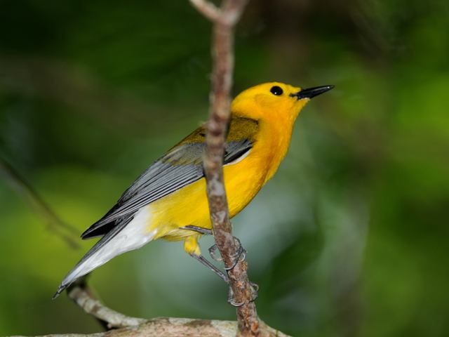 Prothonotary Warbler