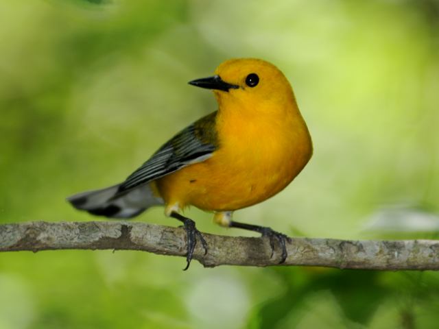 Prothonotary Warbler