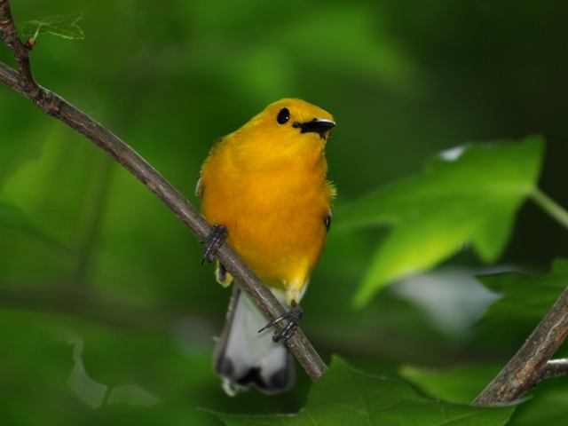 Prothonotary Warbler