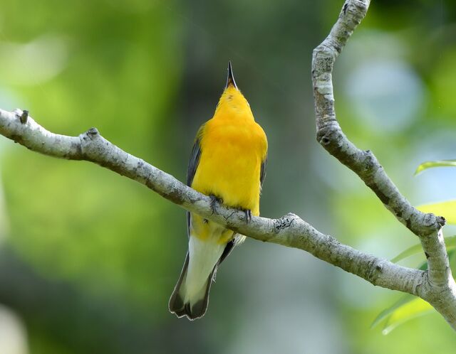 Prothonotary Warbler