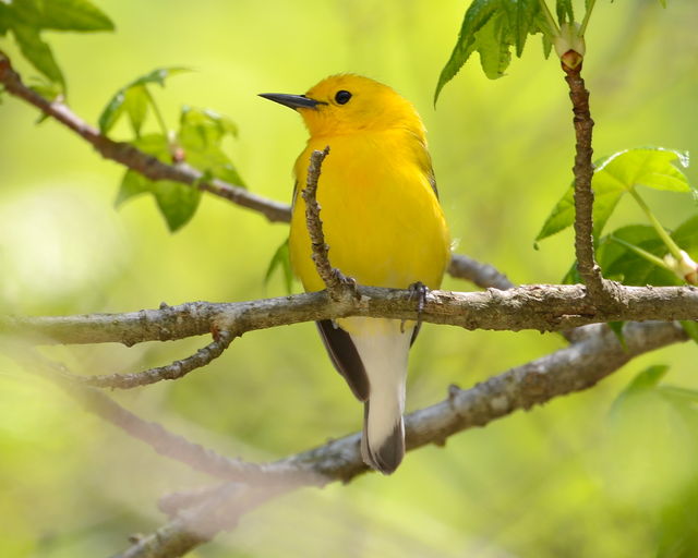 Prothonotary Warbler