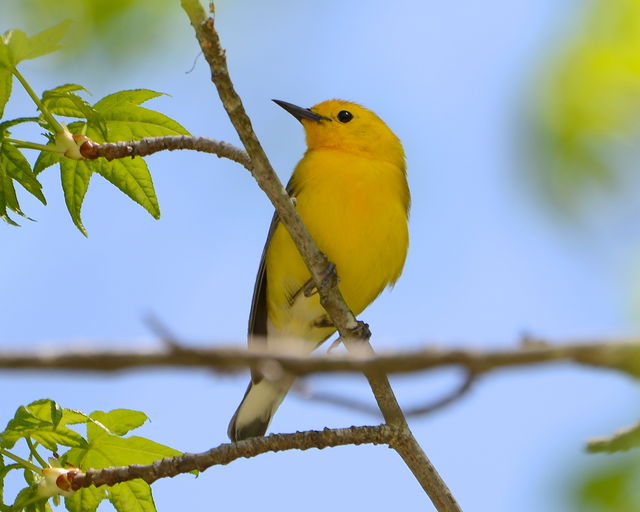 Prothonotary Warbler