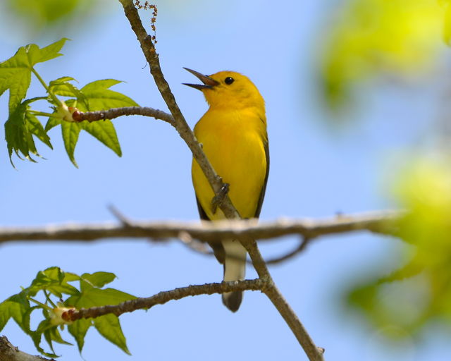 Prothonotary Warbler