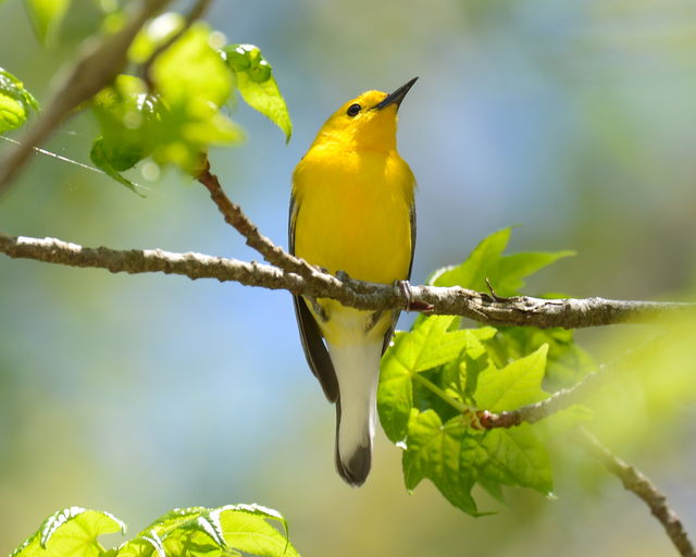 Prothonotary Warbler