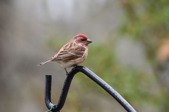 Purple Finch