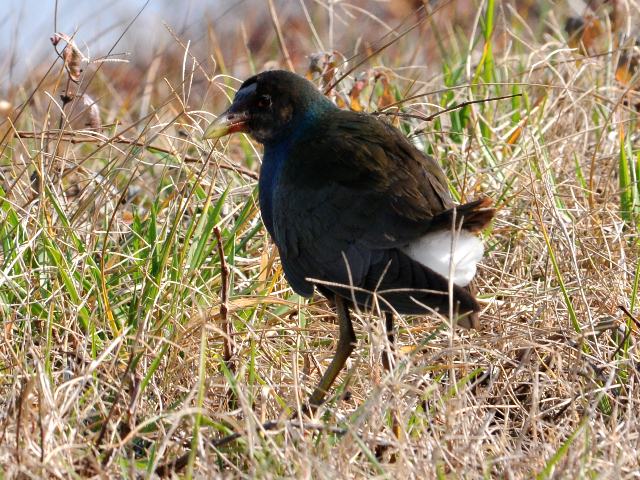 Purple Gallinule
