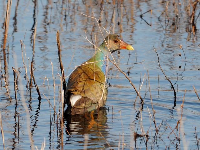 Purple Gallinule