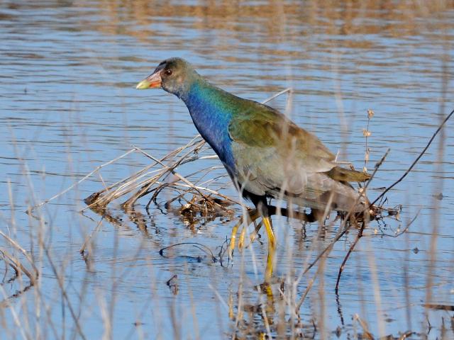 Purple Gallinule