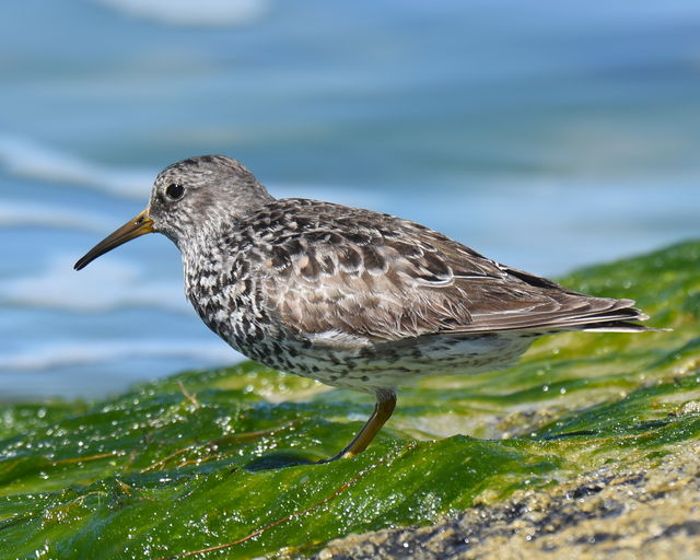 Purple Sandpiper