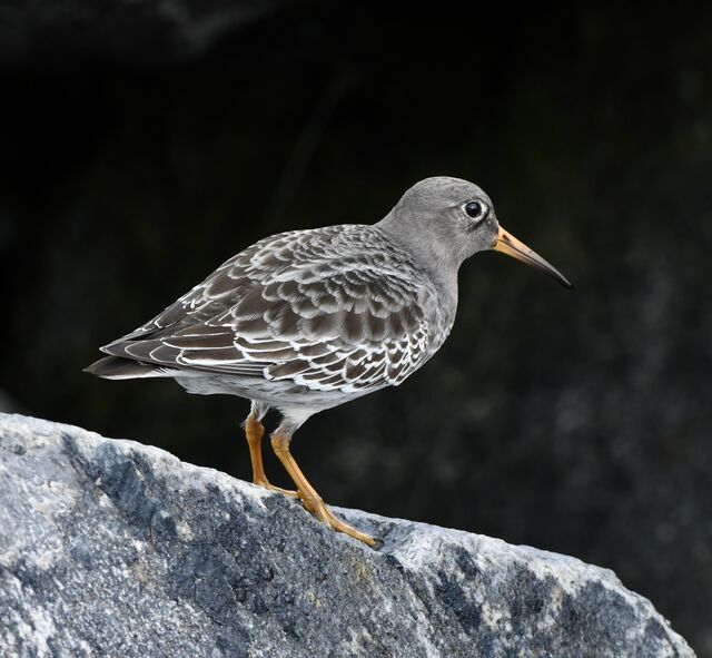 Purple Sandpiper