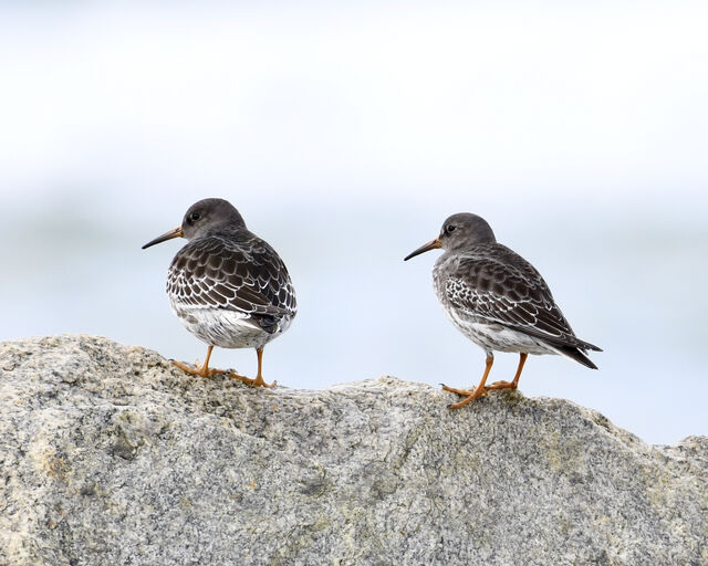 Purple Sandpiper