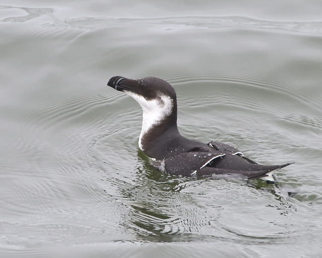 Razorbill