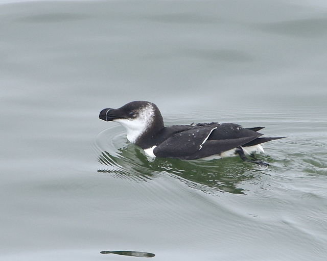 Razorbill