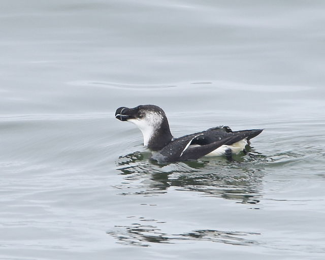Razorbill