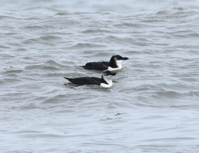 Razorbill