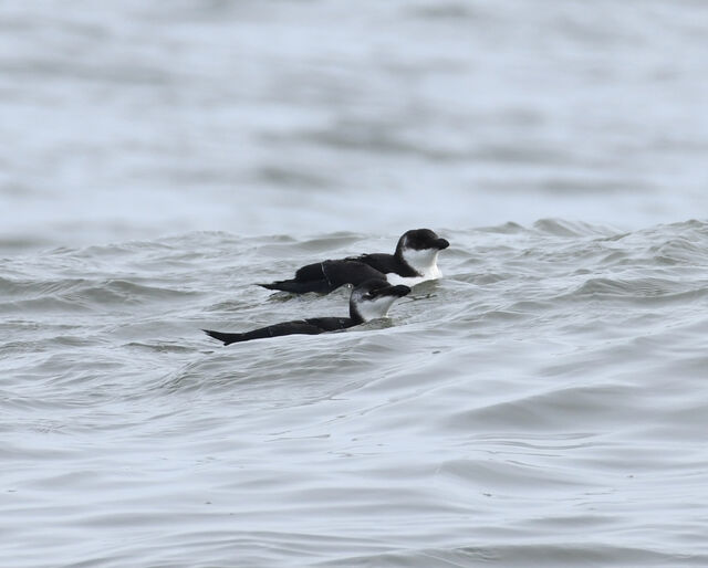 Razorbill