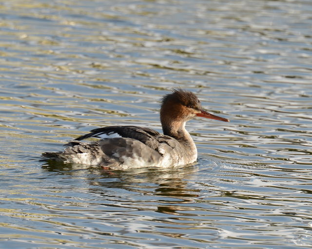 Red-breasted Merganser