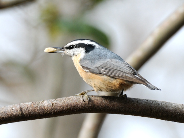 Red-breasted Nuthatch