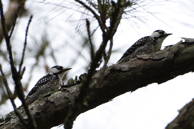 Red-cockaded Woodpecker