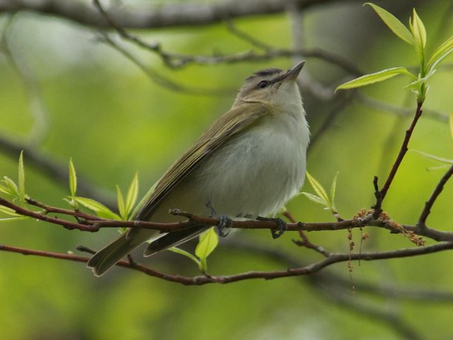 Red-eyed Vireo