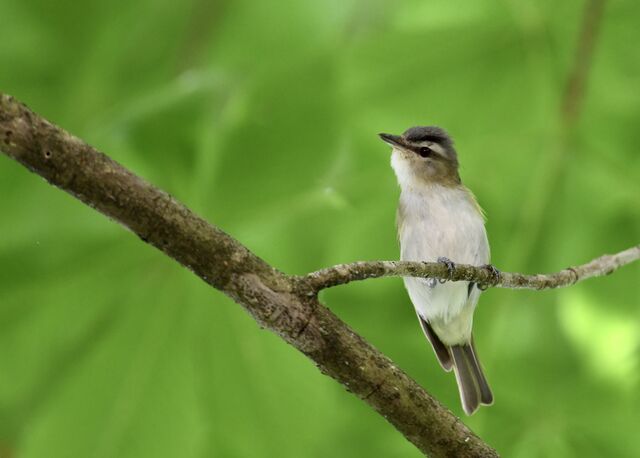 Red-eyed Vireo