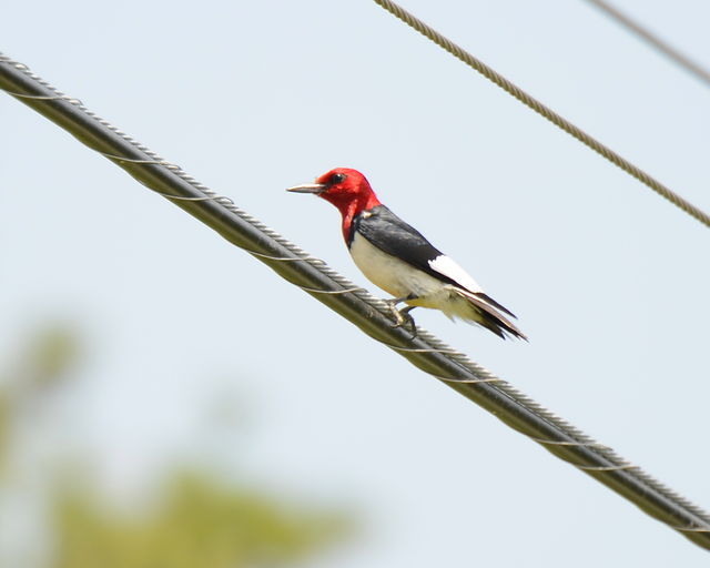 Red-headed Woodpecker