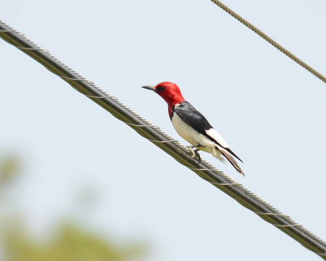 Red-headed Woodpecker